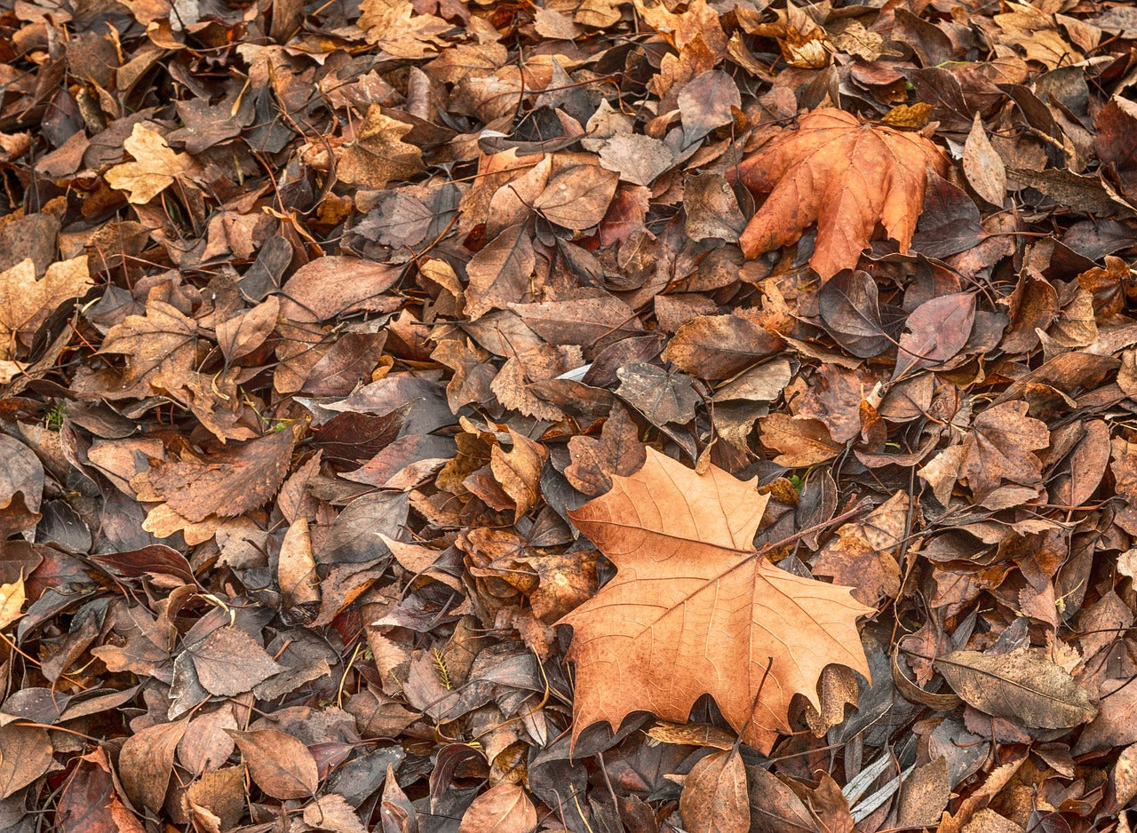 fallen leaves