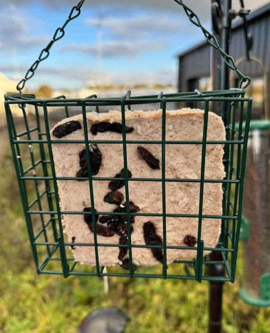 Square suet feast with berrys in green holder.