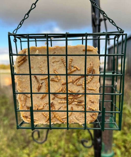 Fat Feast with Mealworms in a suet feeder