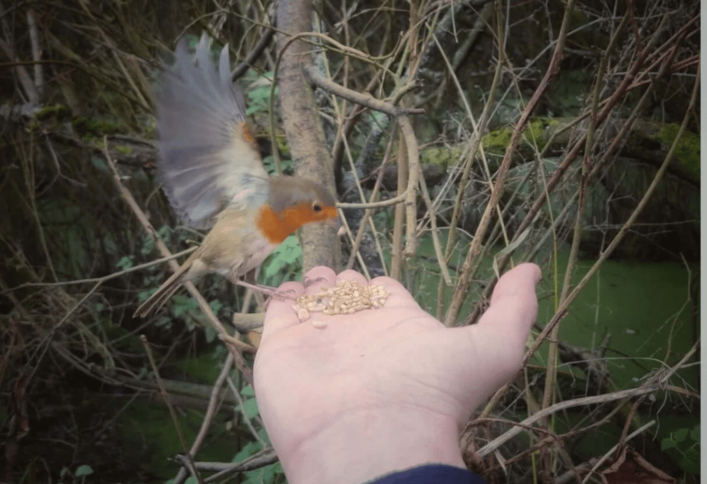 Fat Robin™ - Soft & Nutritious Bird Blend - Haith's UK