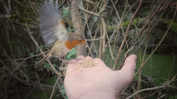 Fat Robin™ - Soft & Nutritious Bird Blend - Haith's UK