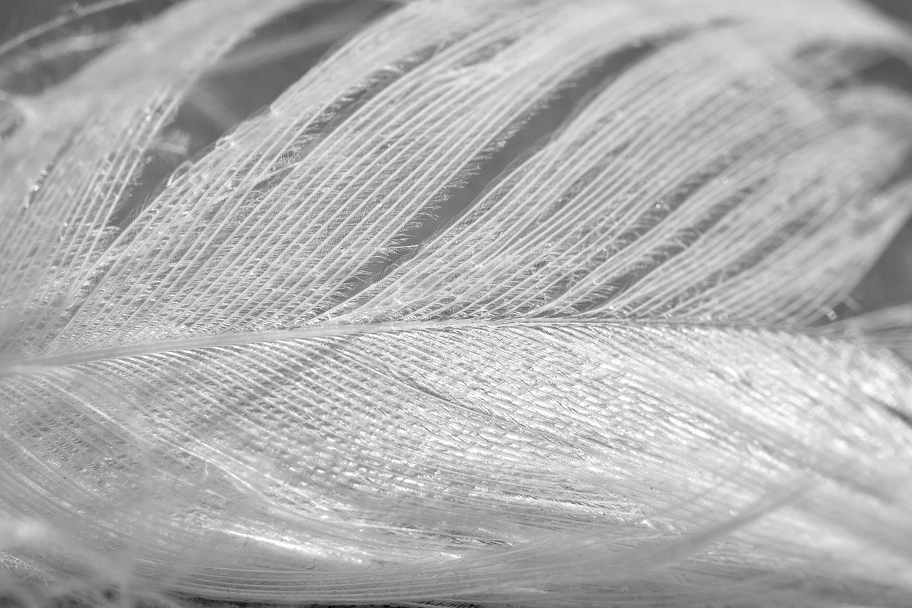 Close-up of a feather with detailed texture