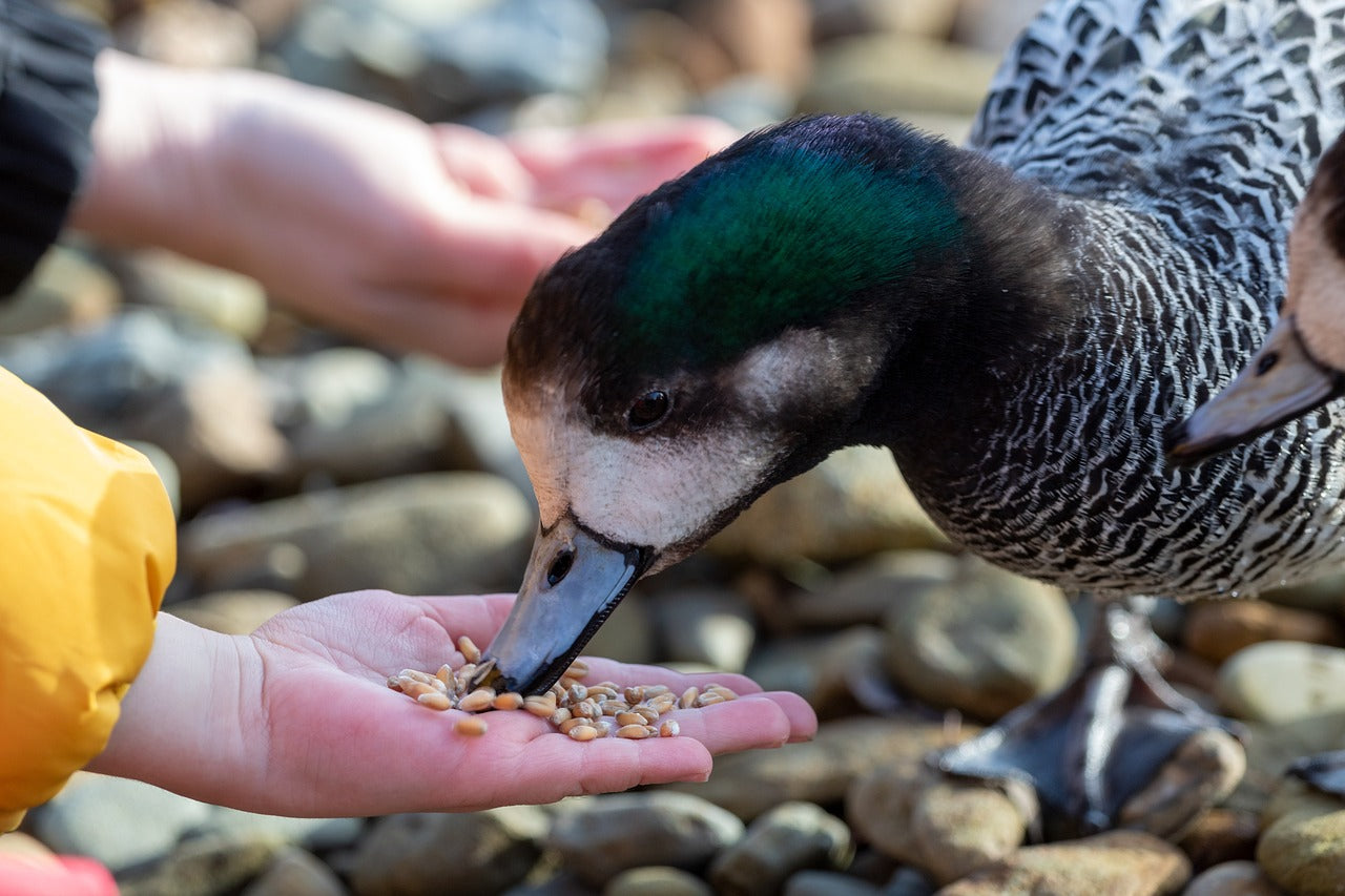 Duck being fed from a person's hand on a rocky surface