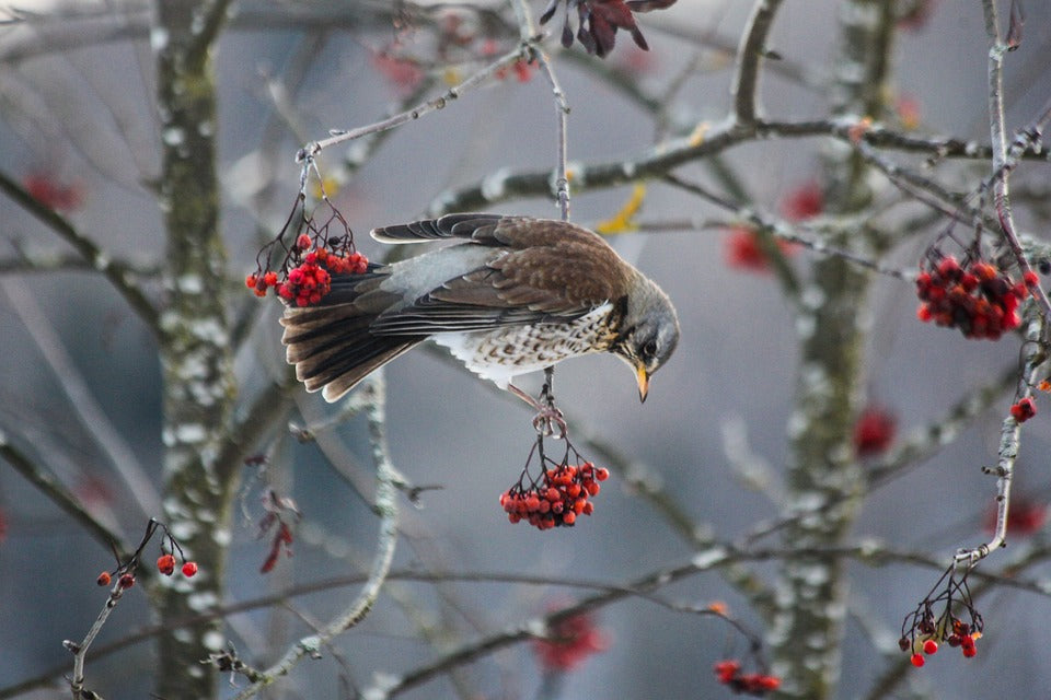 Fieldfare eating berries on a tree