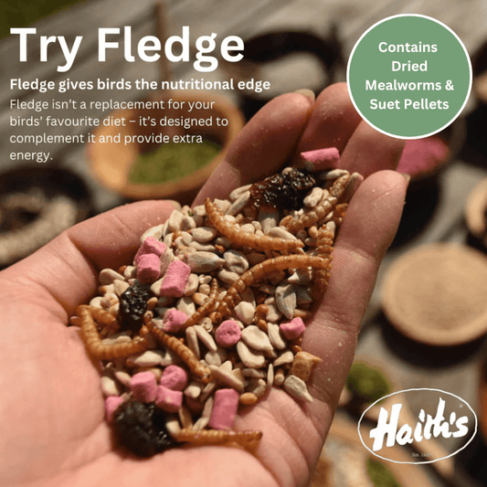 Fledge™ Mix - Optimal Foraging Bird Food - Haith's UK