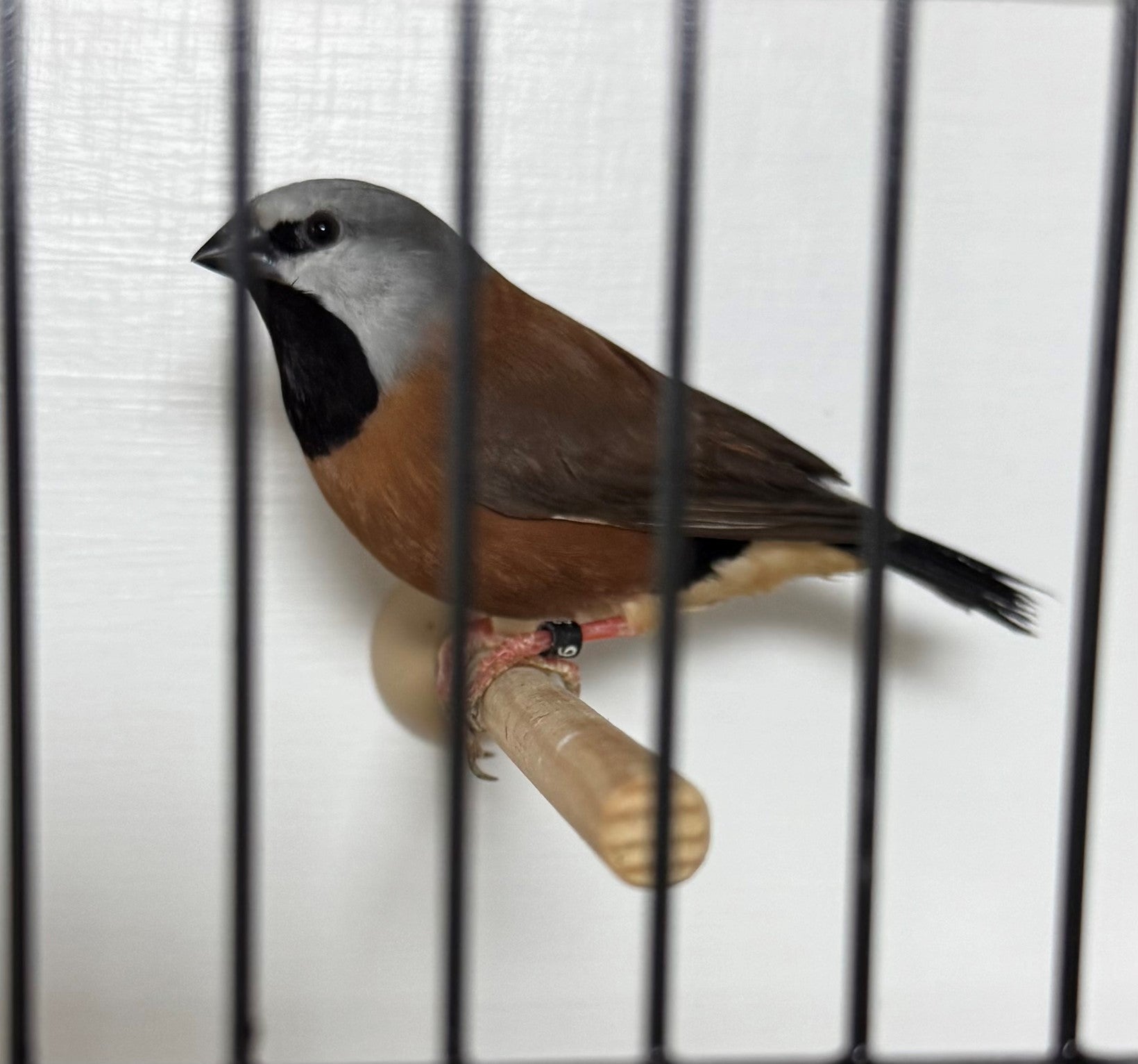 Foreign Finch Tonic Food - Haith's UK