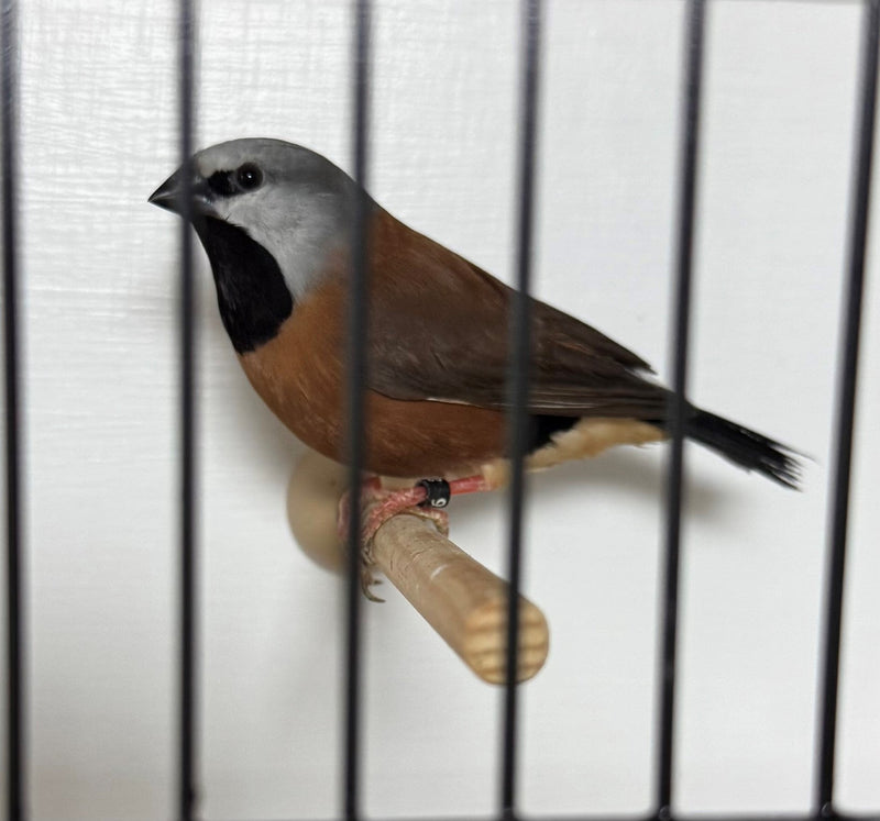 Foreign Finch Tonic Food - Haith's UK