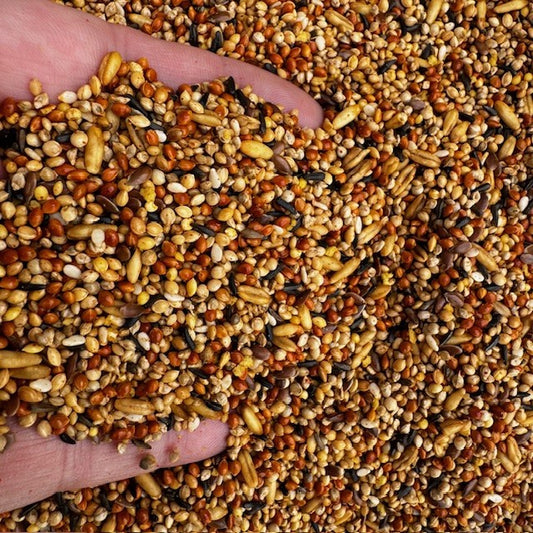 Hand holding a variety of bird seeds with a close-up view