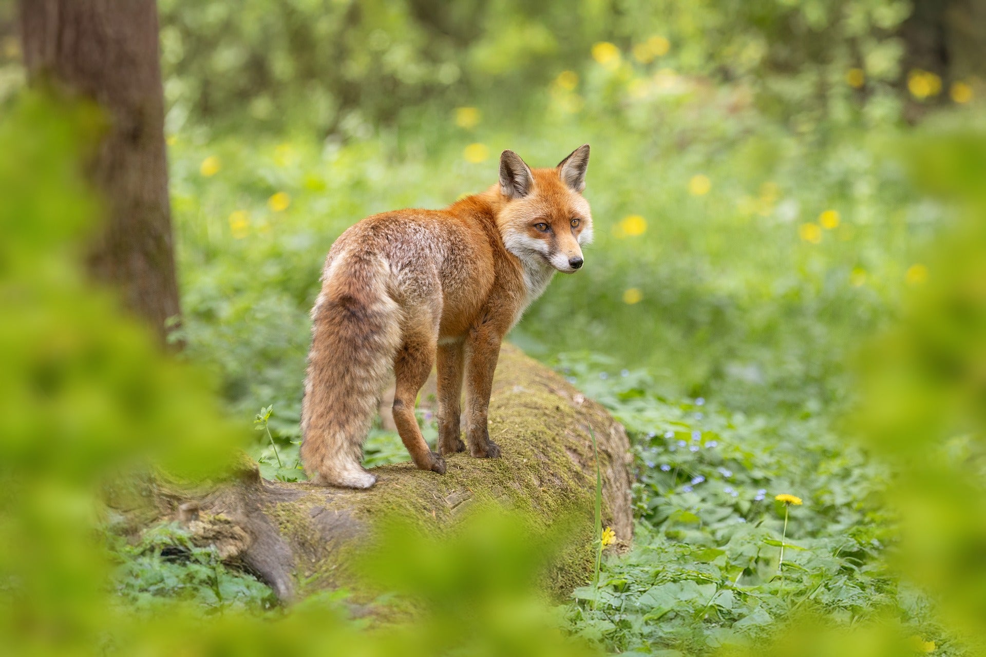 Red fox standing on a rock in a forest with greenery and flowers.