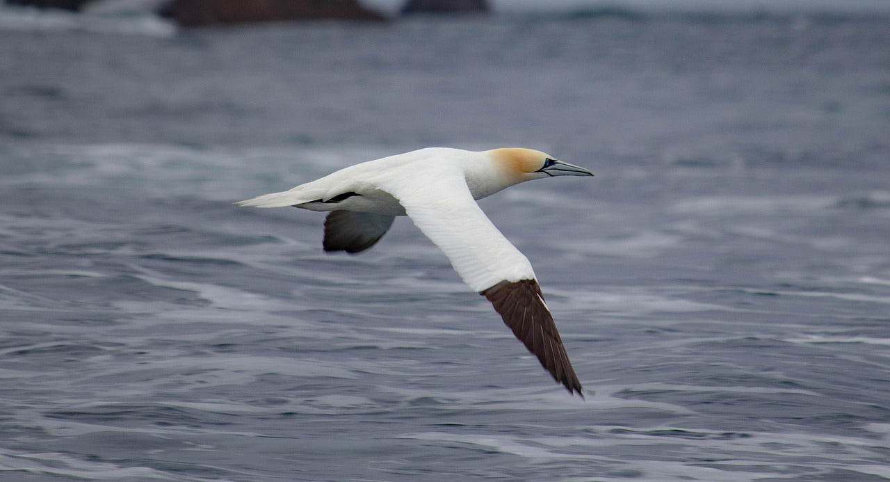 gannet flying over the sea