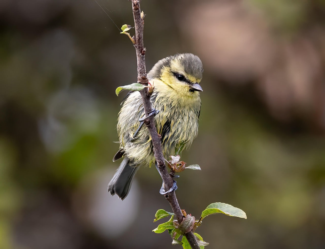 Small bird perched on a branch with a blurred natural background