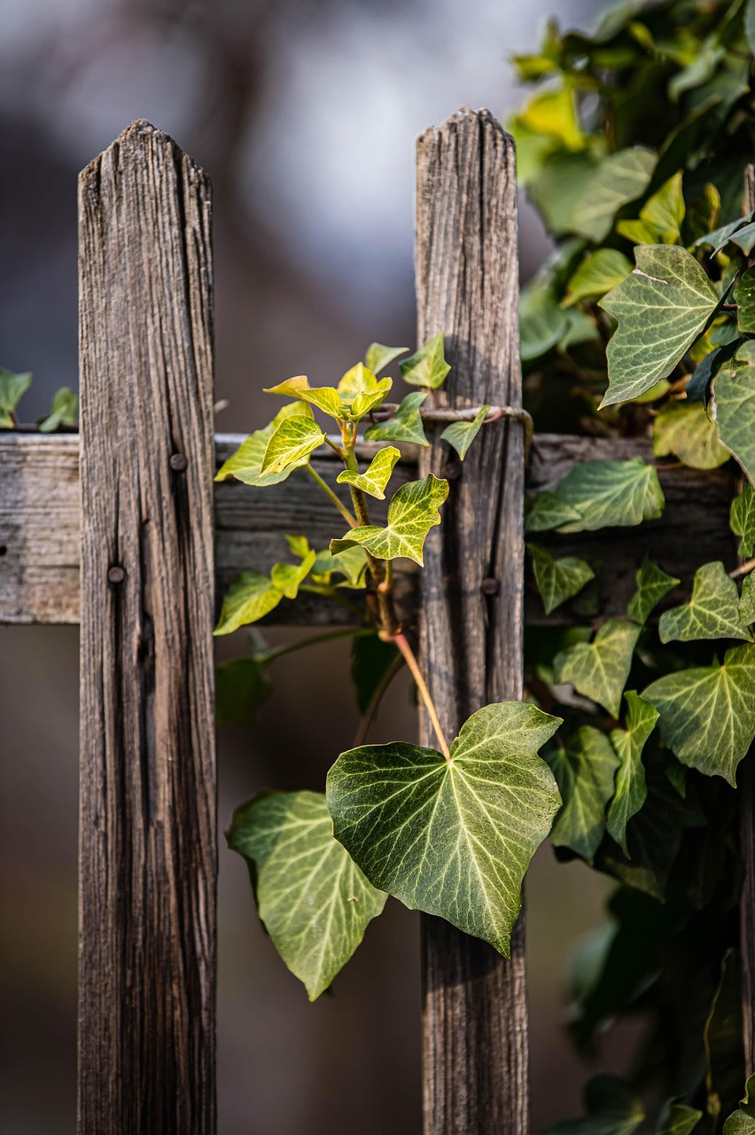 wooden fence with ivy entwined