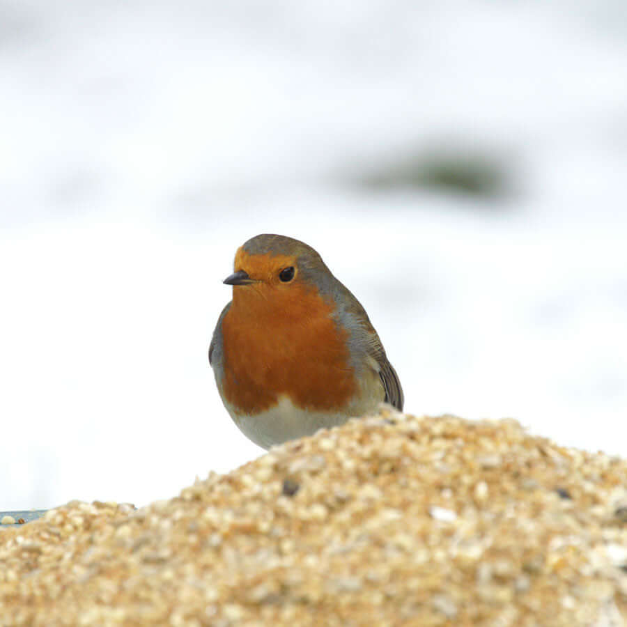 Golden Chorus™ - Soft Bird Food - Haith's