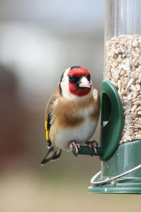 Goldfinch eating Haith's quality sunflower hearts for garden birds from a Haith's bird feeder.