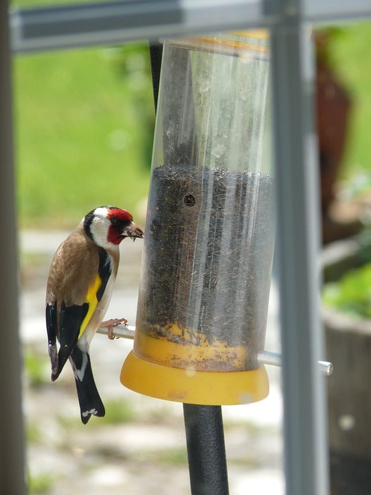 Bird perched on a bird feeder with a blurred natural background