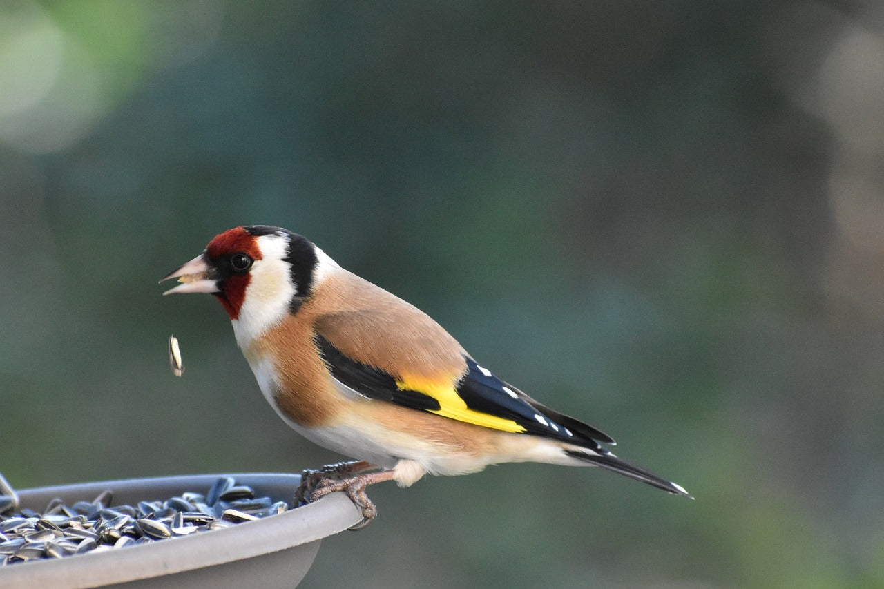 Bird perched on a bird feeder with a blurred natural background