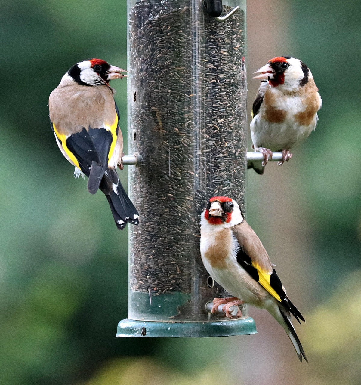 three goldfinches on a feeder