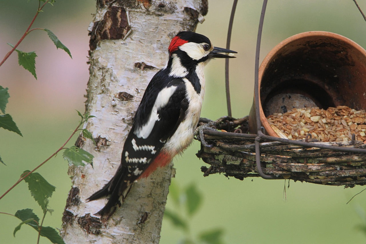 Great Spotted Woodpecker sat in a tree