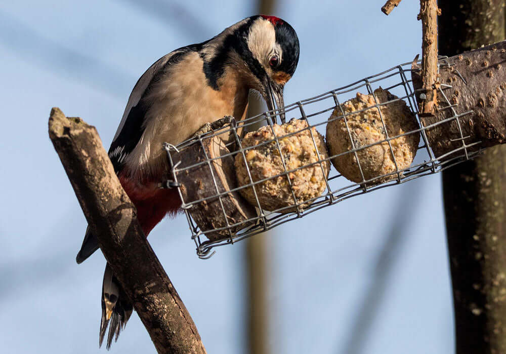 Wild birds are fond of feeding on fat balls and suet. 