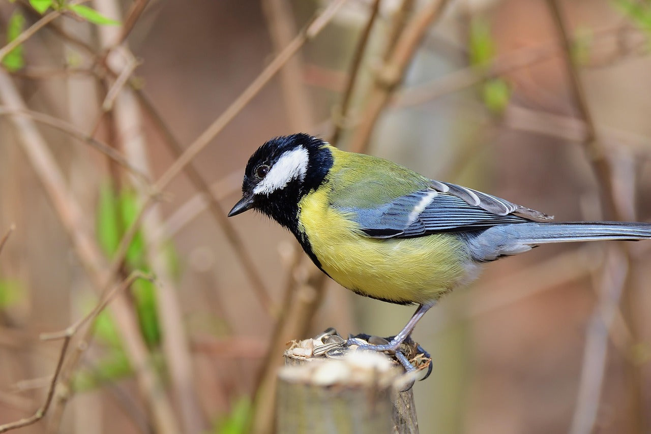 great tit sat on a branch