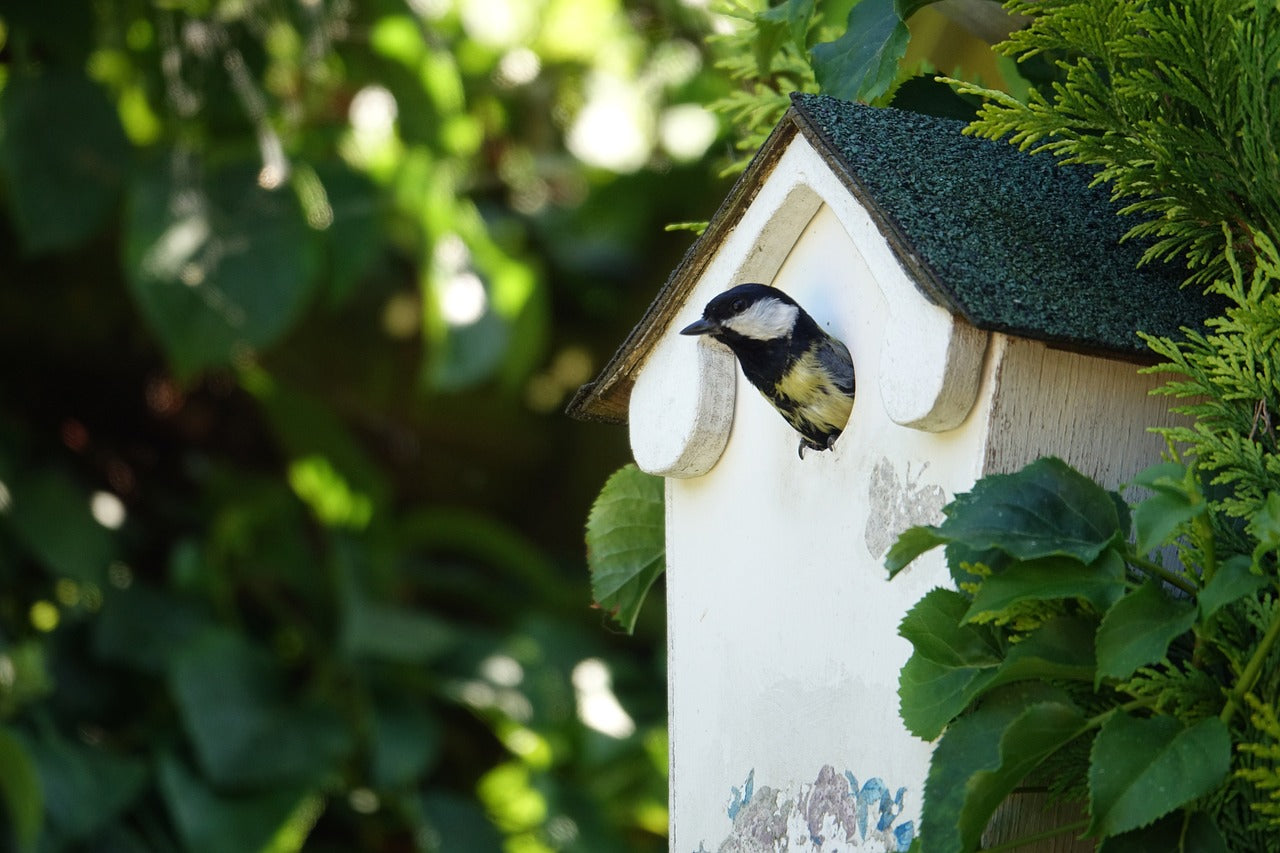 great tit coming out of a nest box