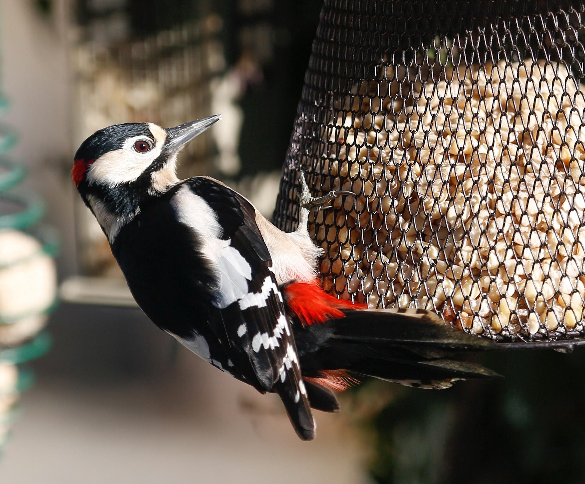 Great Spotted Woodpecker on feeder