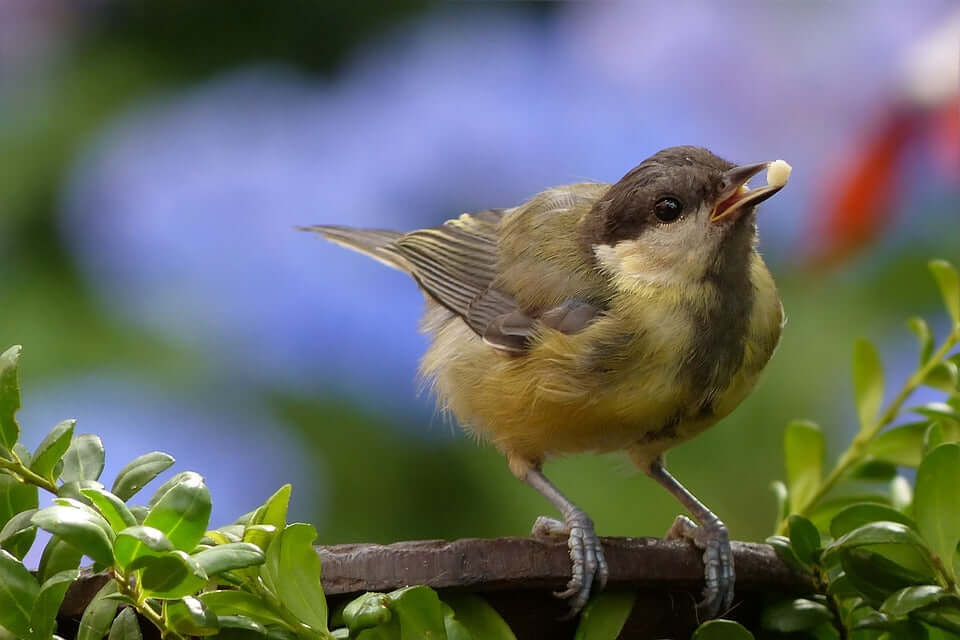 garden bird eating sat amongst bushes
