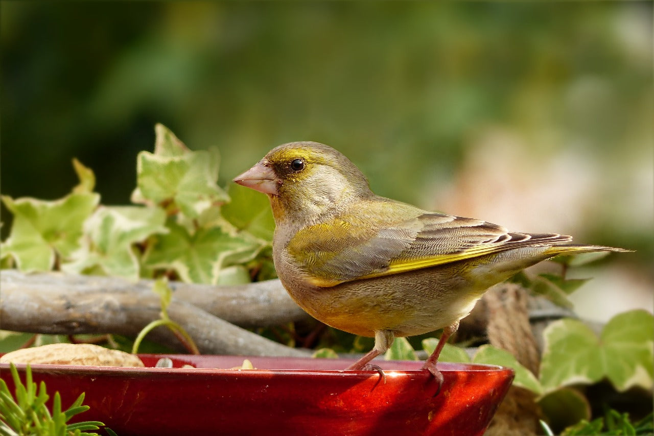 greenfinch eating from a red tray