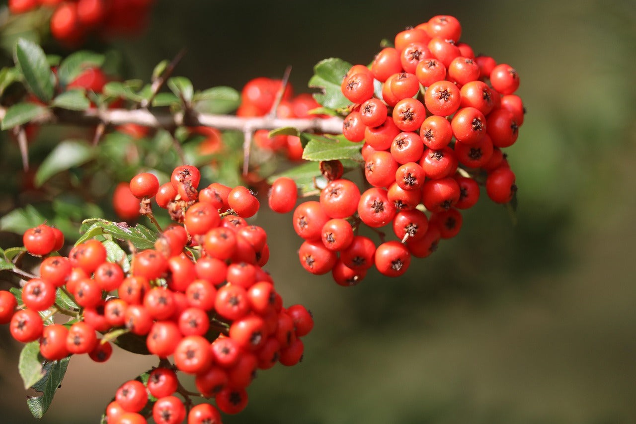 hawthorn berries on a branch