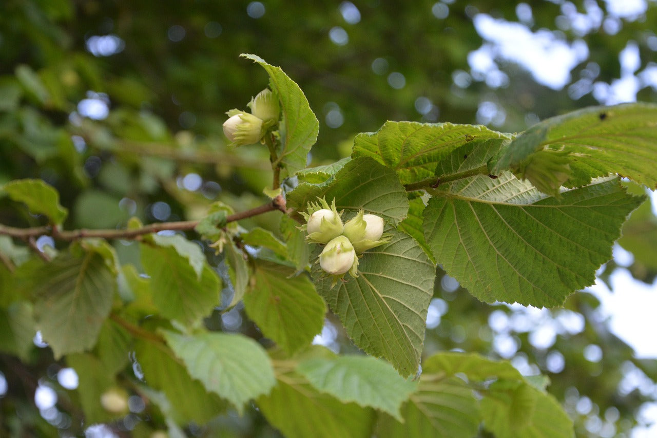 hazel tree
