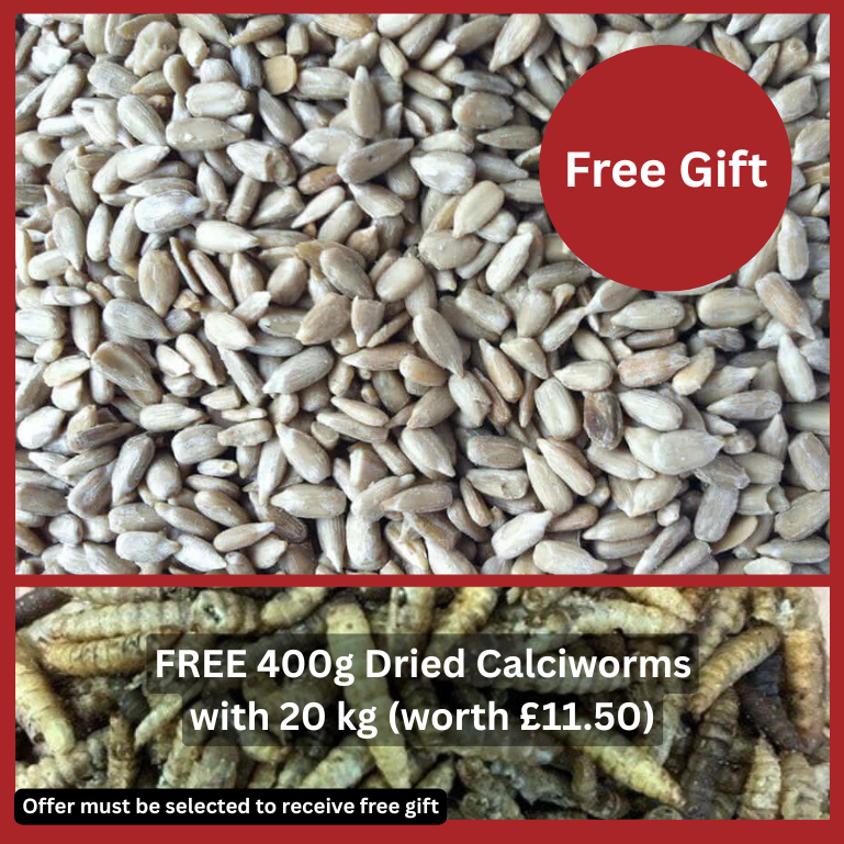 Sunflower seeds with a free gift offer for dried calciworms on a red background