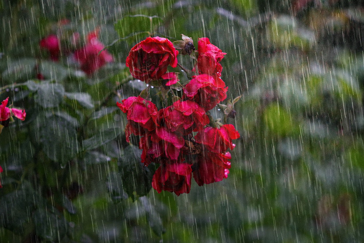 spring flowers during a rain shower