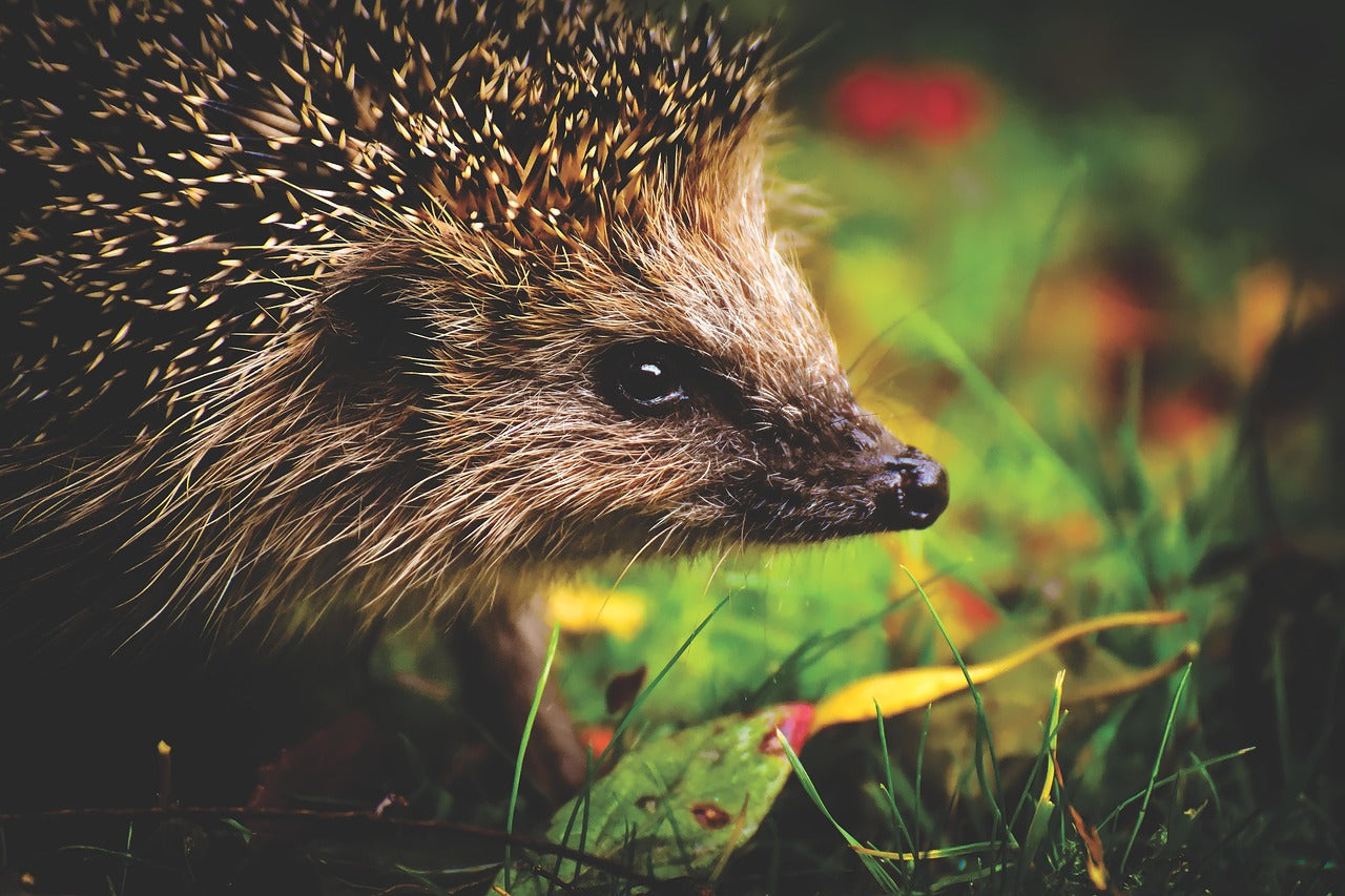 hedgehog standing in green undergrowth