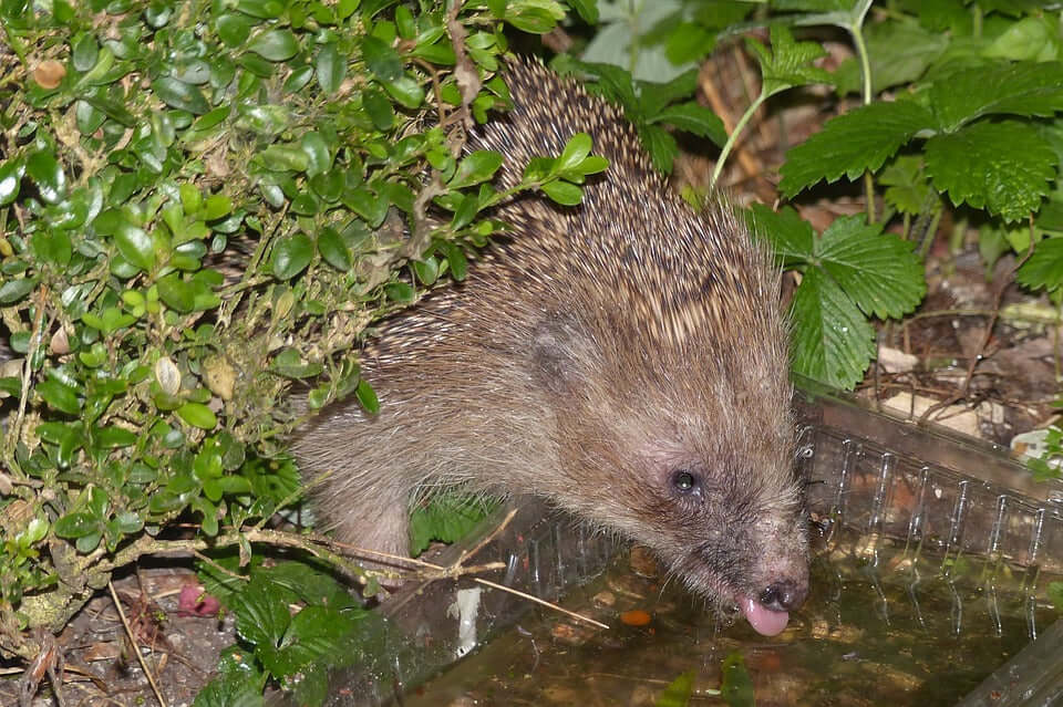 hedgehog drinking