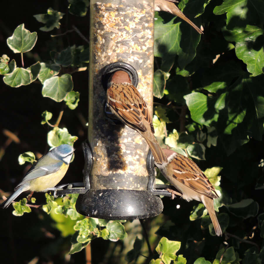 High - Energy Extra with Mealworms  in a seed feeder with sparrows and blue tits