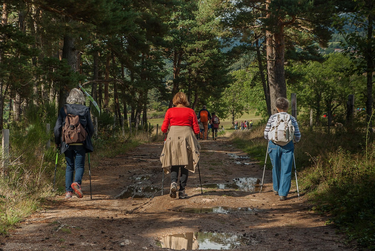 three hikers walking through a wood