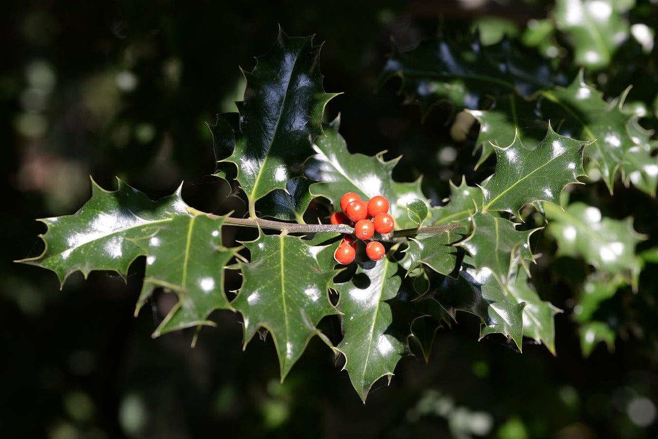 Holly leaves with red berries on a dark background