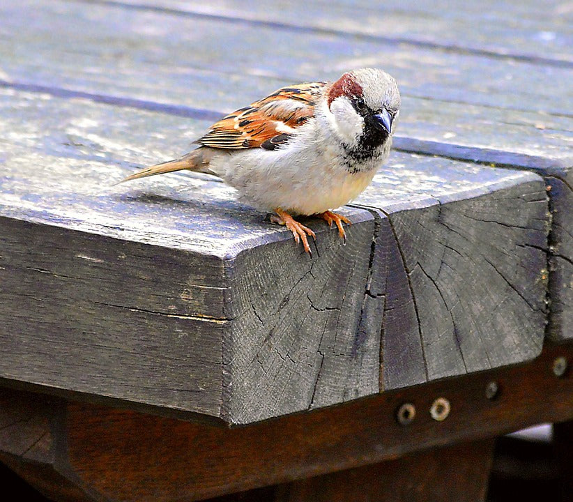 House Sparrow on wooden bench