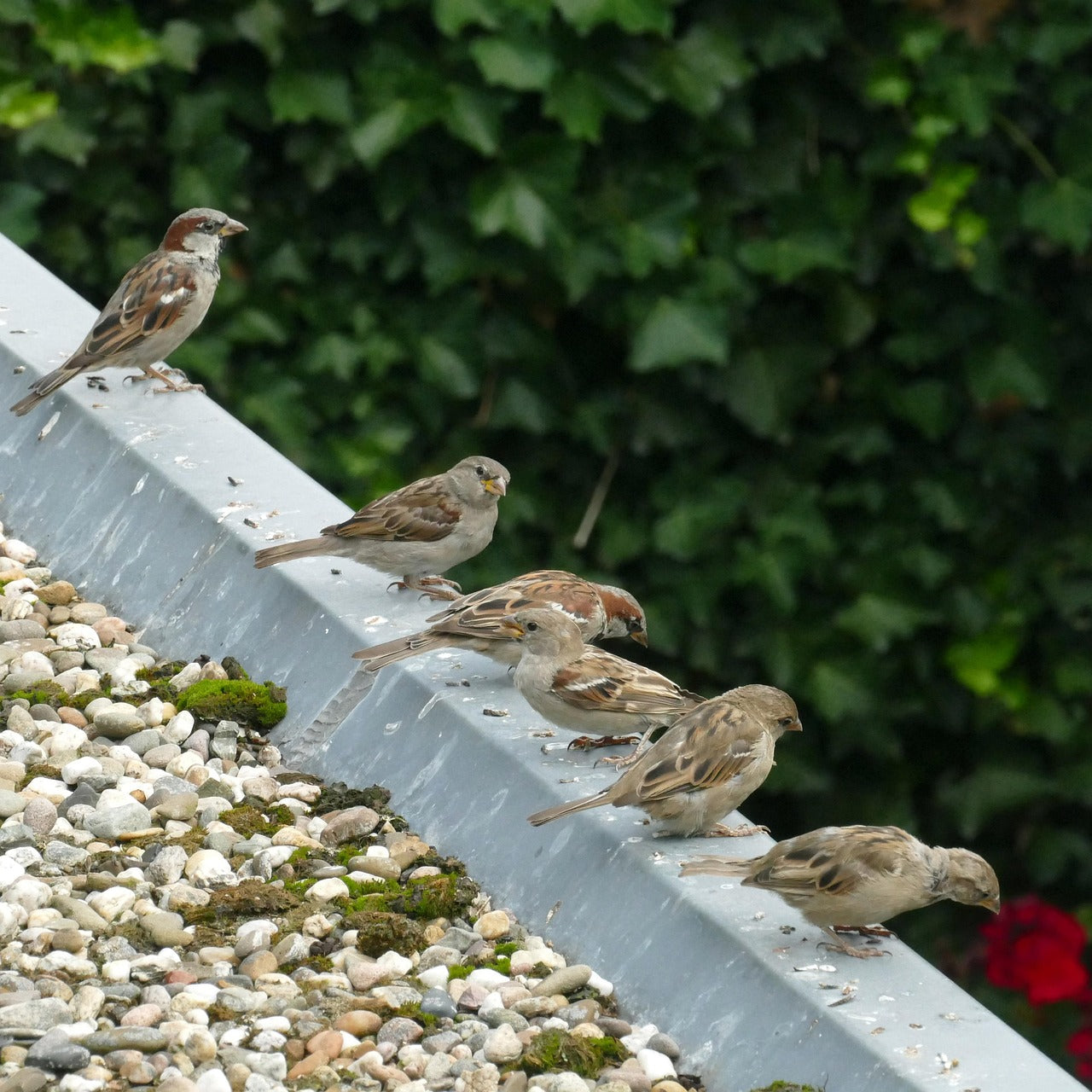 group of house sparrows sat on a roof