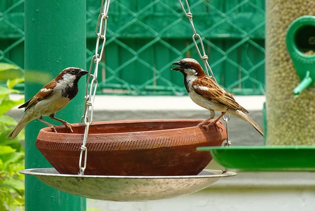 sparrows drinking