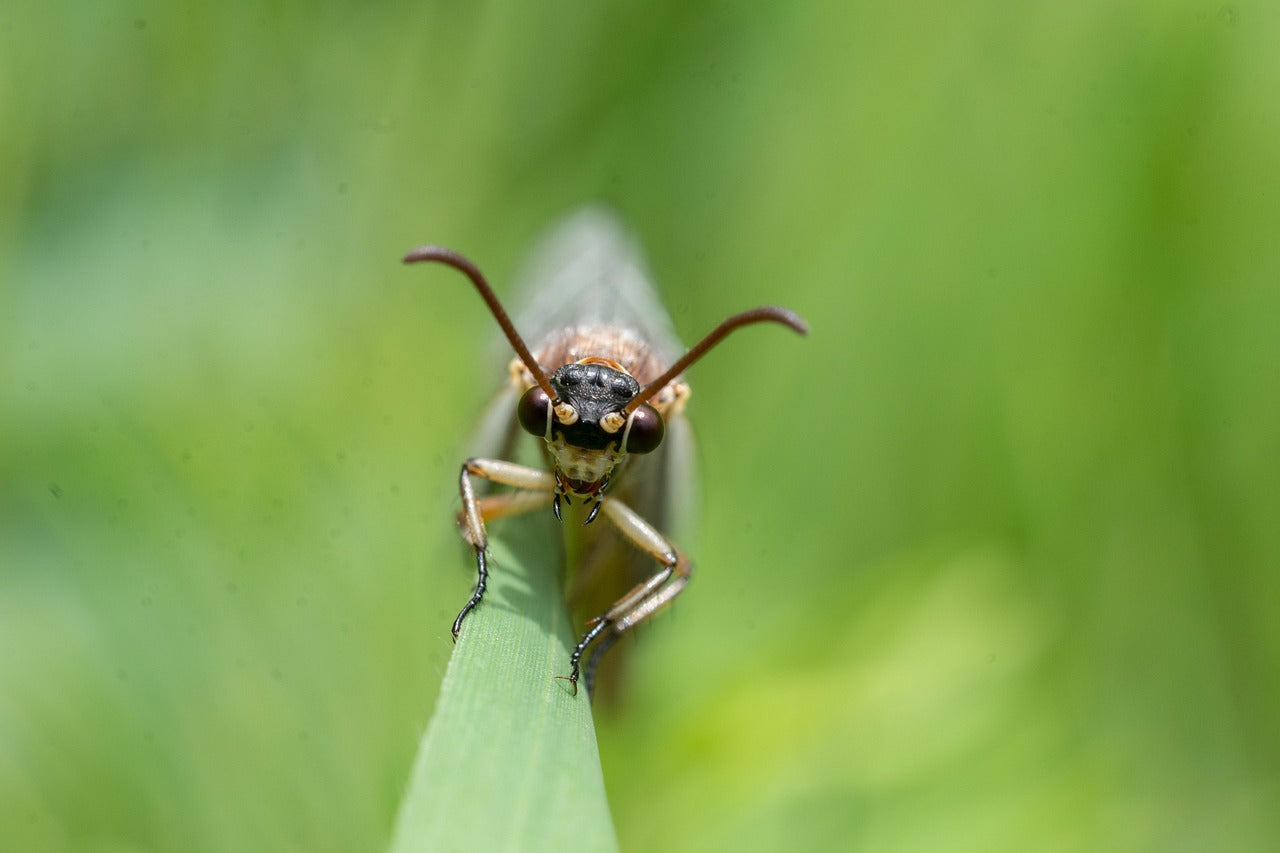 insect on leaf