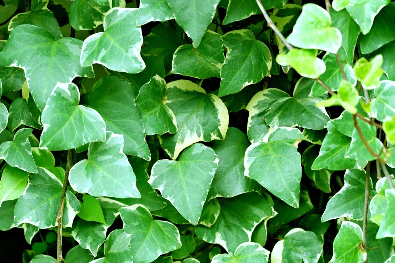 ivy