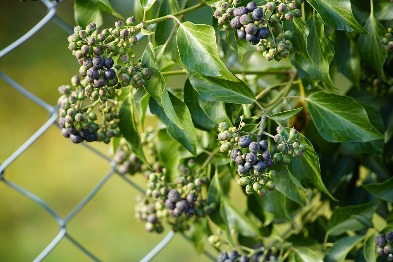 Green leaves and clusters of berries on a blurred background