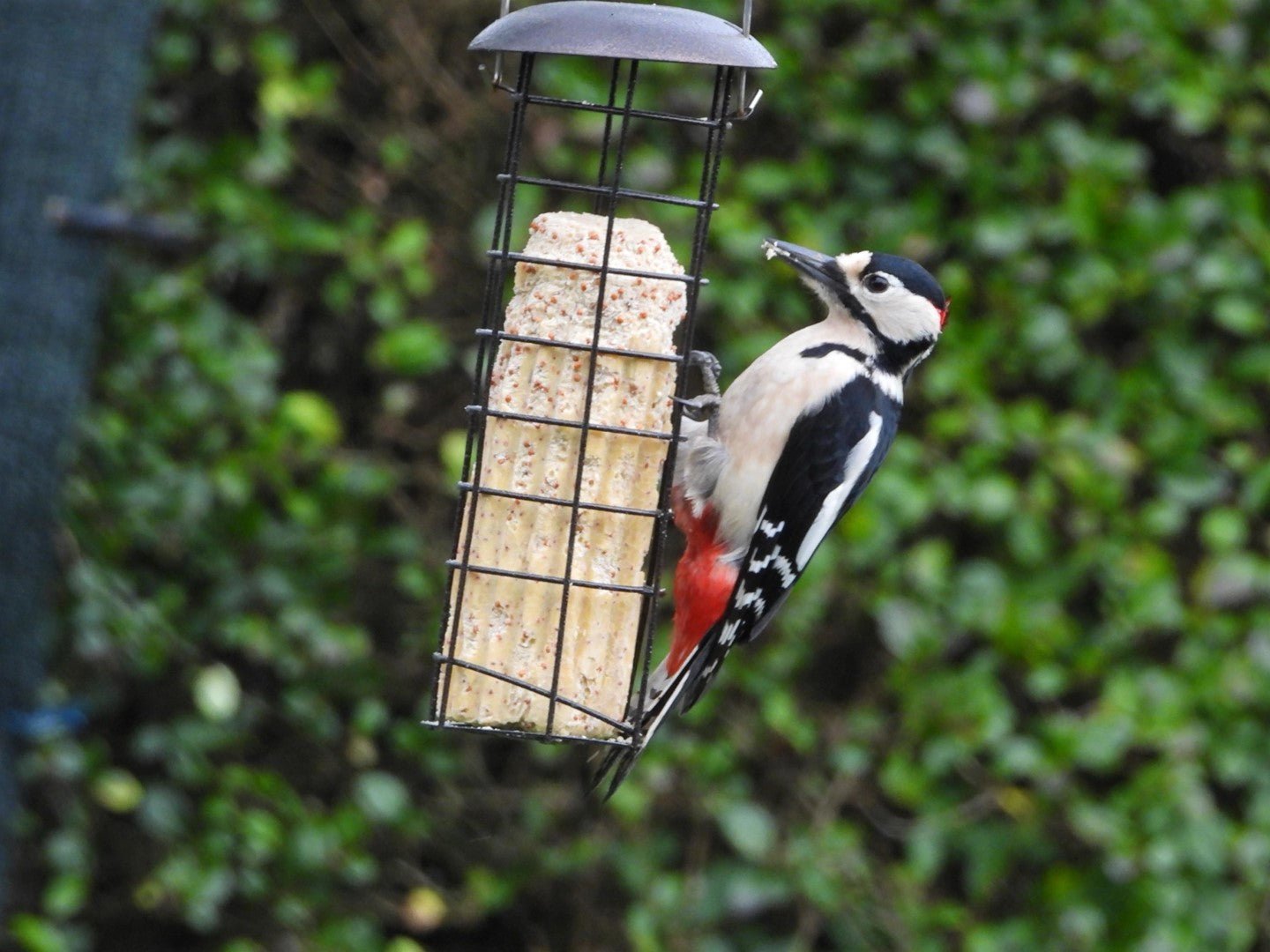 Jumbo Suet Stick with Insects - Haith's UK