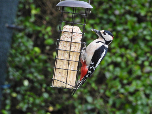 Jumbo Suet Stick with Insects - Haith's UK