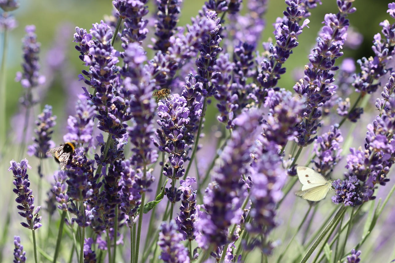 Close-up of lavender flowers with a bee and butterfly in a garden setting