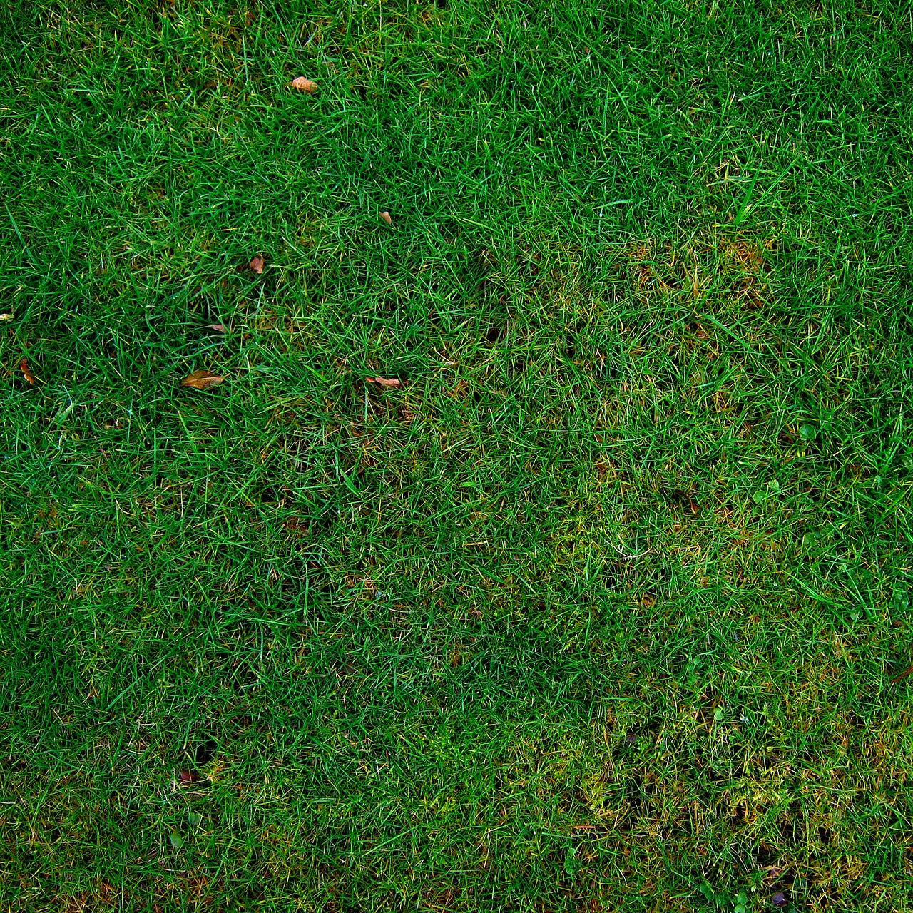 close up of a lawn