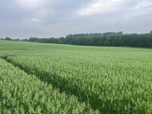Lincolnshire Wheat - Farm to Haith's in 11 miles - Haith's UK