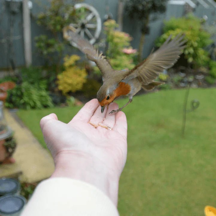 Live Mealworms - Haith's UK