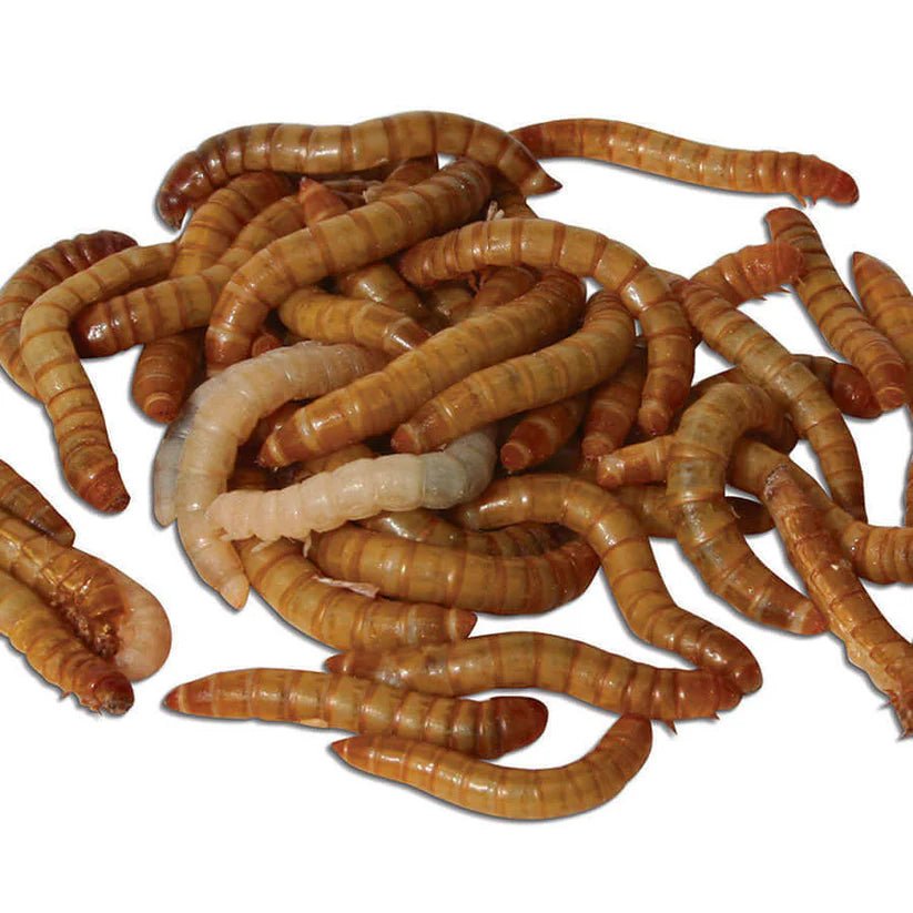 Live Mealworms - Haith's UK